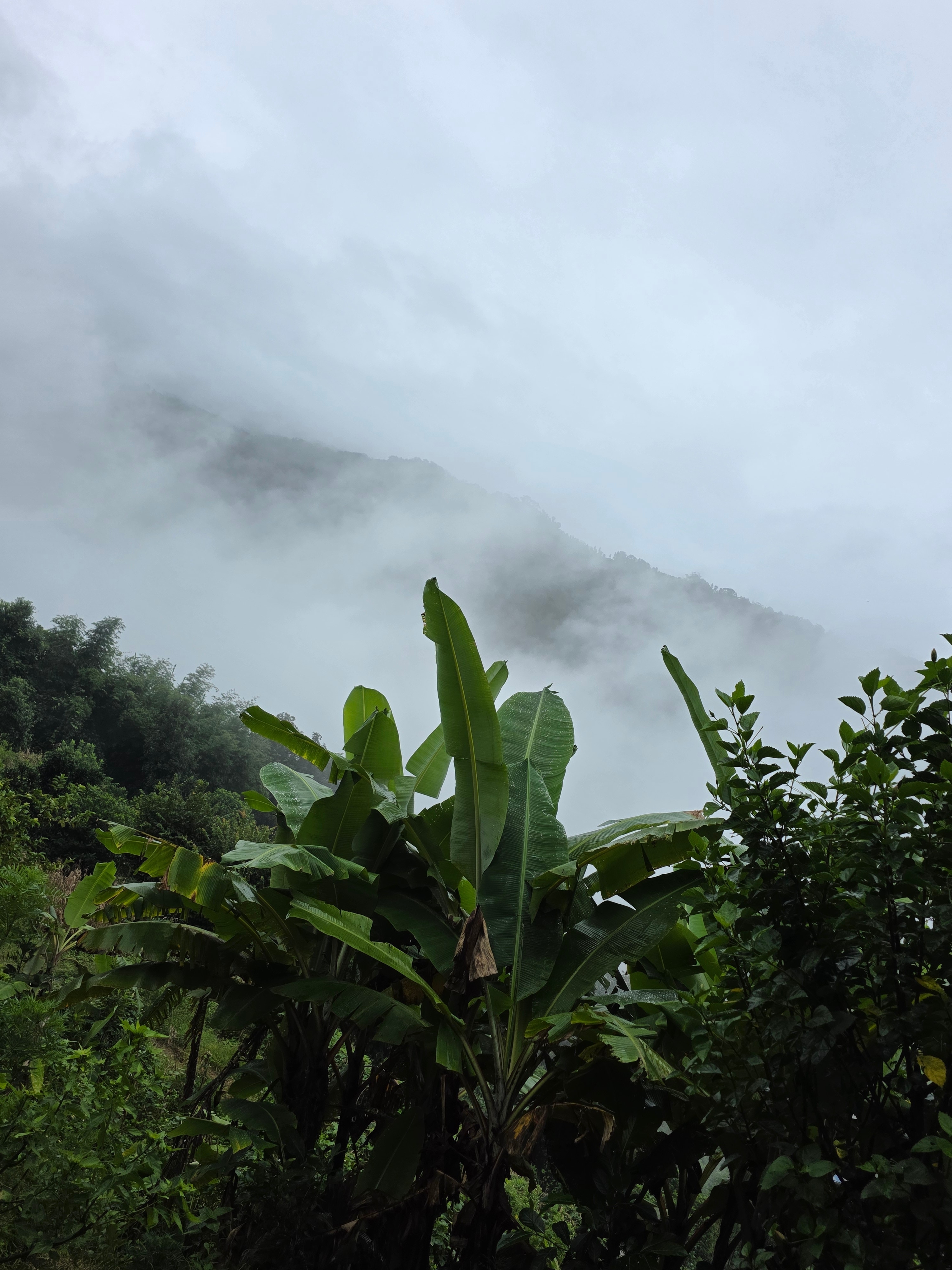 Fog